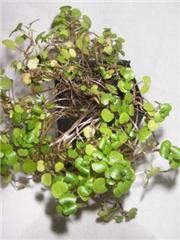 Watercress