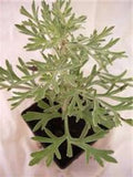 Wormwood