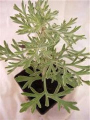 Wormwood
