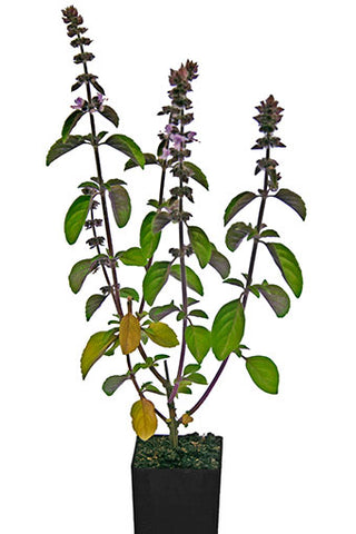 Basil - African Blue Basil