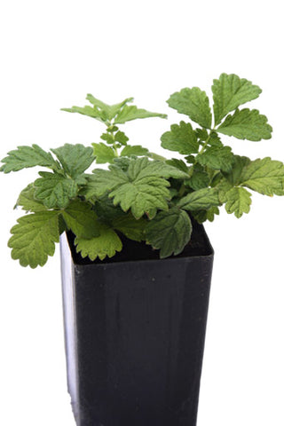 Agrimony