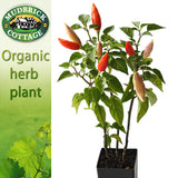 Chilli Aji Omnicolour