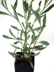 Lavender - Allardii Lavender