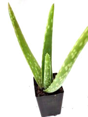 Aloe barbadensis