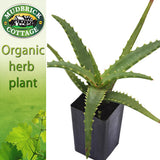 Aloe Candelabra