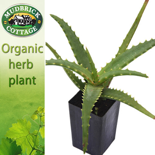 Aloe Candelabra