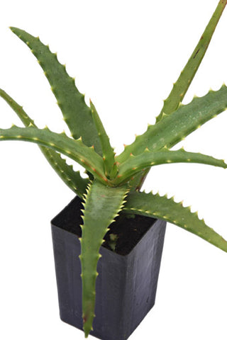 Aloe Candelabra