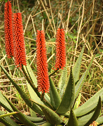 Aloe Ferox