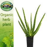 Aloe Perryi