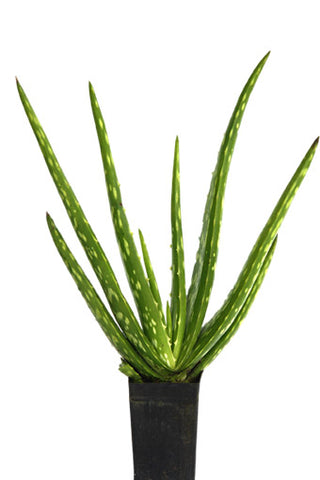 Aloe Perryi