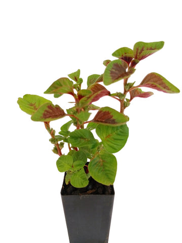 Amaranth Edible Red