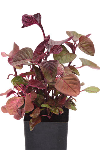Amaranth Mira