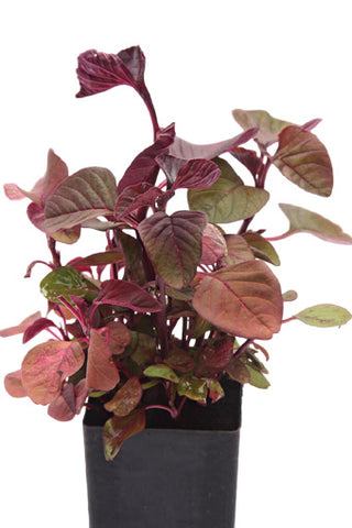Amaranth Mira