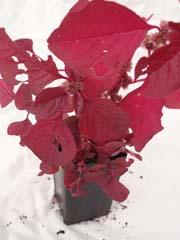 Amaranth Garnet Red