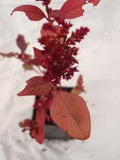 Amaranth Garnet Red
