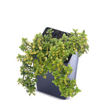 Thyme - Andersons Gold Thyme