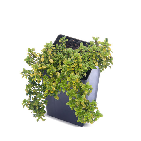 Thyme - Andersons Gold Thyme
