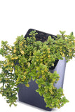 Thyme - Andersons Gold Thyme