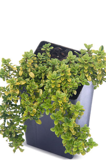 Thyme - Andersons Gold Thyme