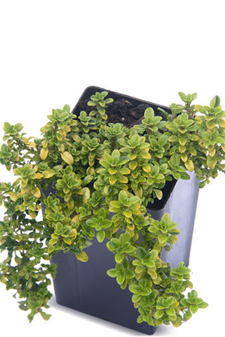Thyme - Andersons Gold Thyme