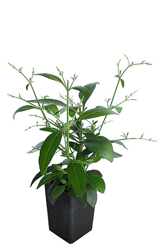 Andrographis