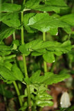 Angelica Atropurpurea