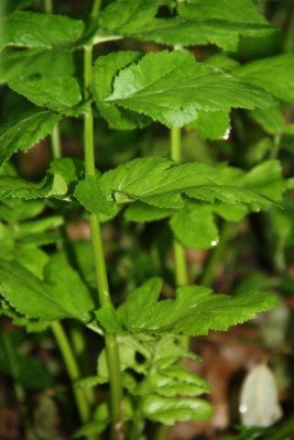 Angelica Atropurpurea