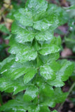Angelica Atropurpurea