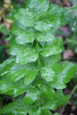 Angelica Atropurpurea