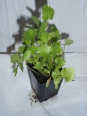 Anise