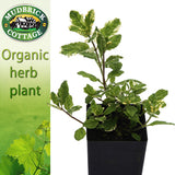Mint - Variegated Apple Mint