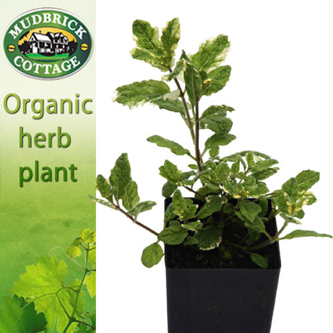 Mint - Variegated Apple Mint