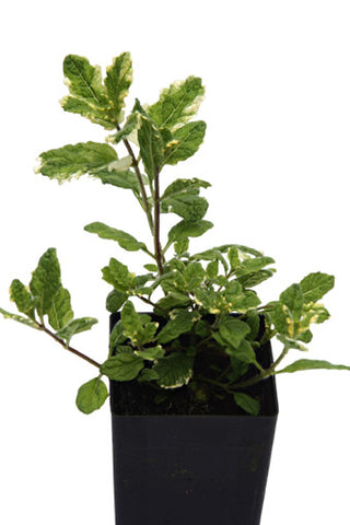 Mint - Variegated Apple Mint