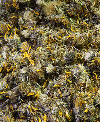 Arnica