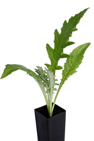 Artichoke Green Globe