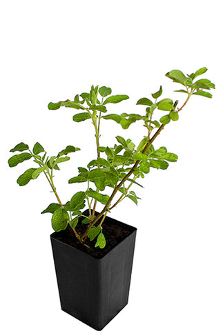 Astragalus