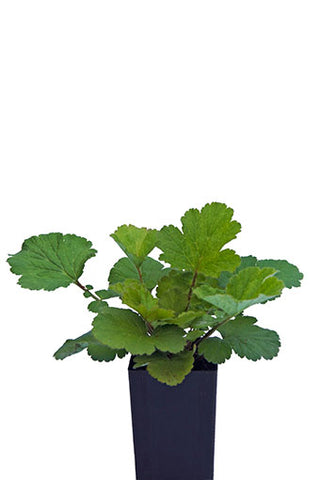 Avens