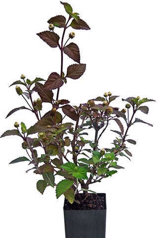 Aztec Sweet Herb