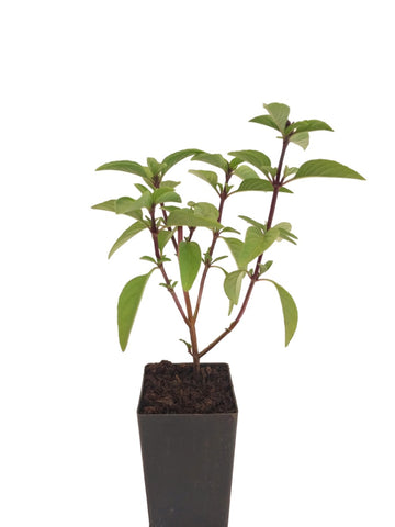 Basil - Anise Basil