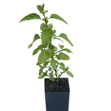 Mint - Basil Mint