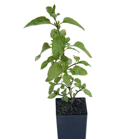 Mint - Basil Mint