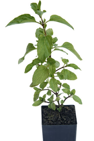 Mint - Basil Mint