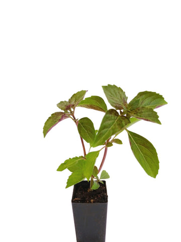 Basil - Perennial Basil