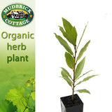 Bay Tree