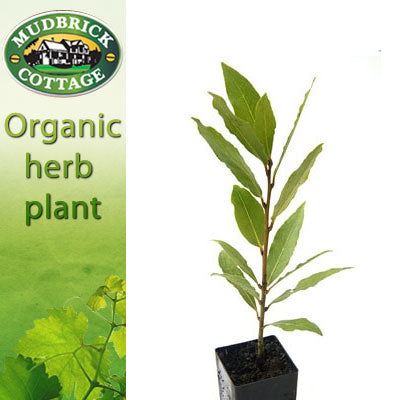 Bay Tree