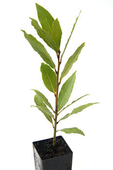 Bay Tree