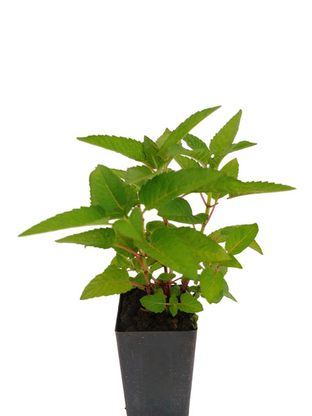 Bergamot