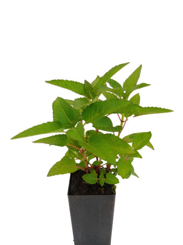 Bergamot