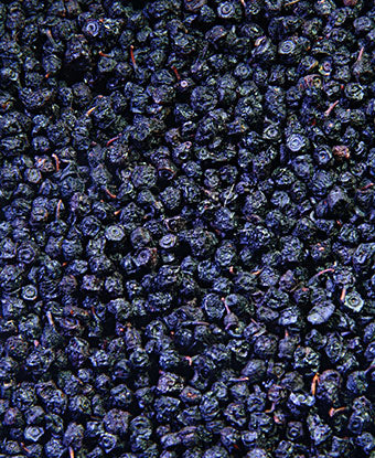 Bilberry