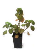 Black Horehound